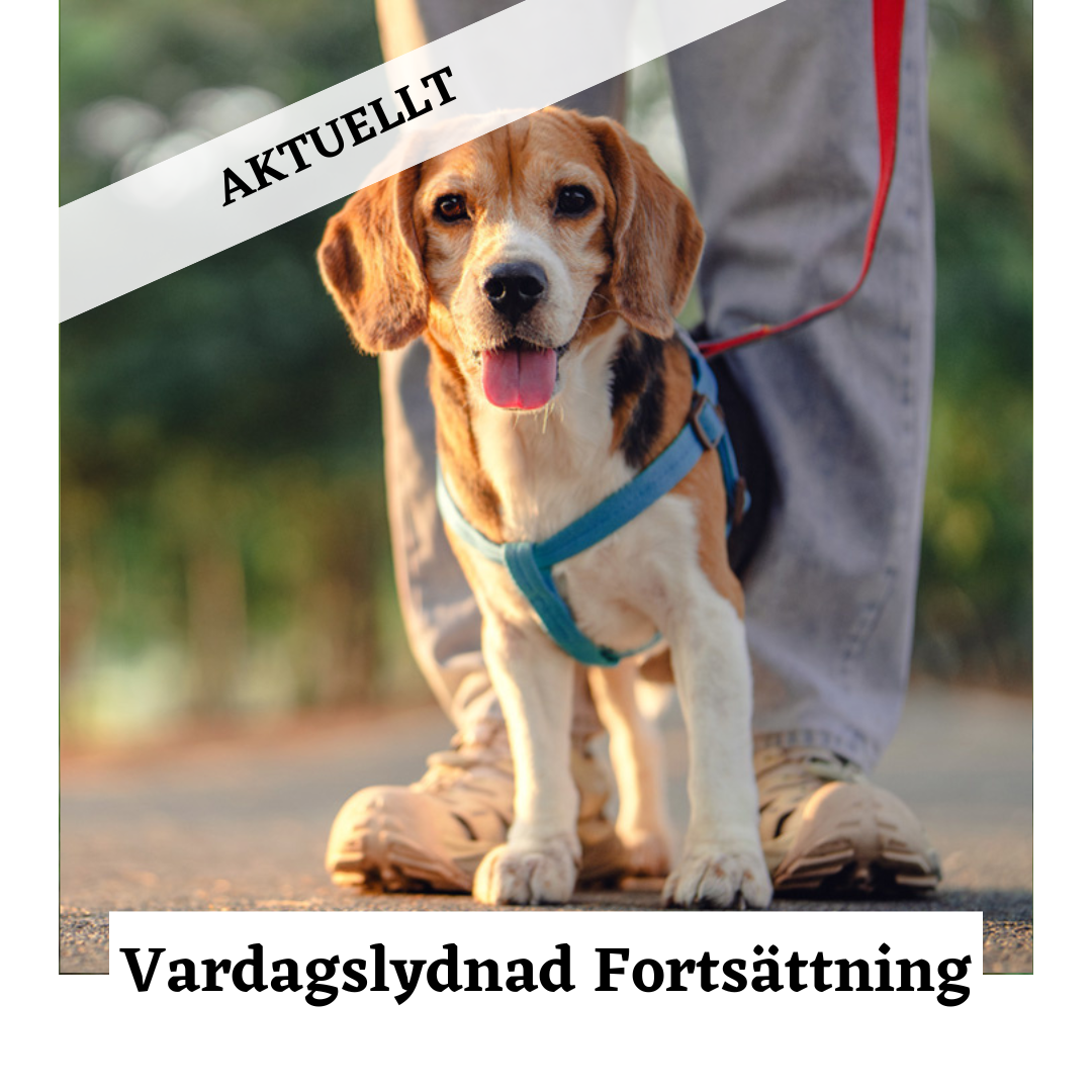 Grundkurs Fortsättning 2